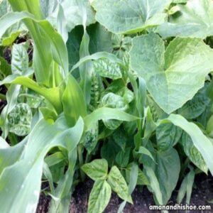 Gardening Is Biology not Chemistry Image